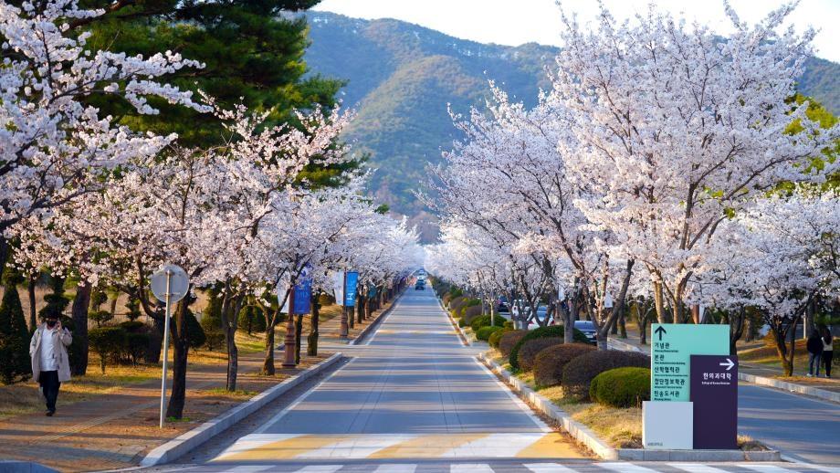 🌸세명대학교 벚꽃🌸